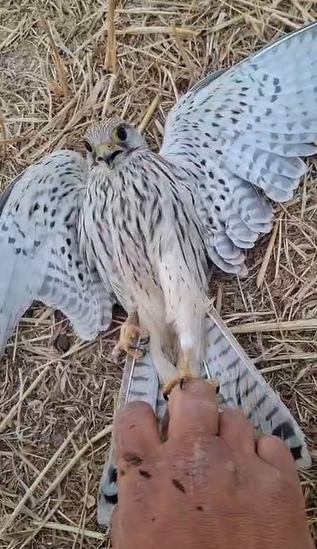 Karapınar'da Bitkin Düşen Yavru Kerkenez Su Verilince Doğaya Döndü