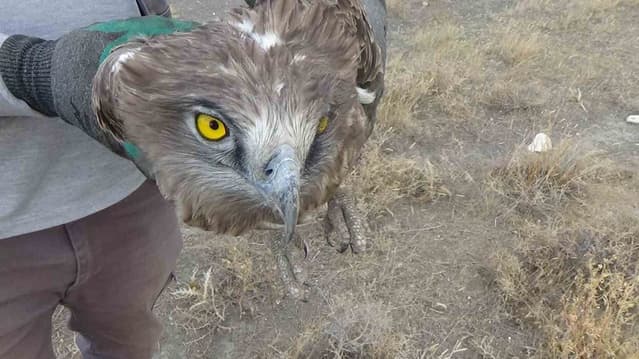 Karapınar'da Yaralı Bulunan Yılan Kartalı Koruma Altına Alındı