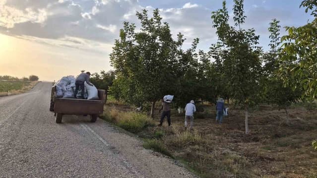 Konya'da Ceviz Hasadı Başladı: Kilosu 250 İla 300 Liradan Satılıyor