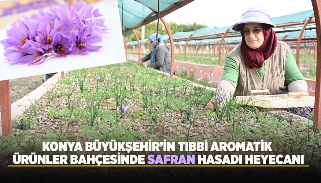 Konya'da Katma Değeri Yüksek Safranın Hasat Süreci Başladı