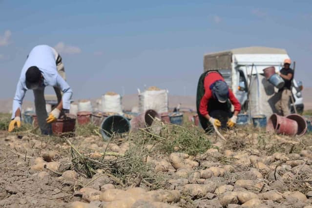 Konya Türkiye'nin Patates Üretiminde Üçüncü Sırada: Hedef Yerli Tohum